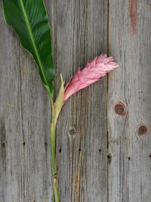 PINK GINGER
